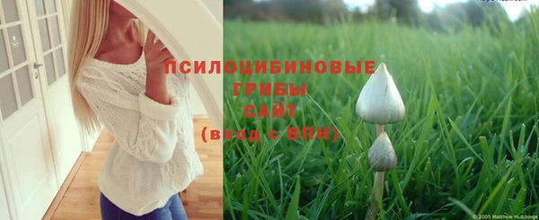 PSILOCYBIN Аркадак